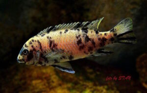 Metriaclima sp. 'zebra gold' Kawanga